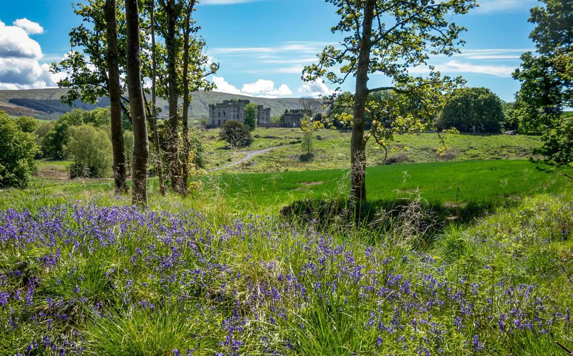 Spring Bluebells in the foreground. Dalquharran Castles in the distance. A sunny day.