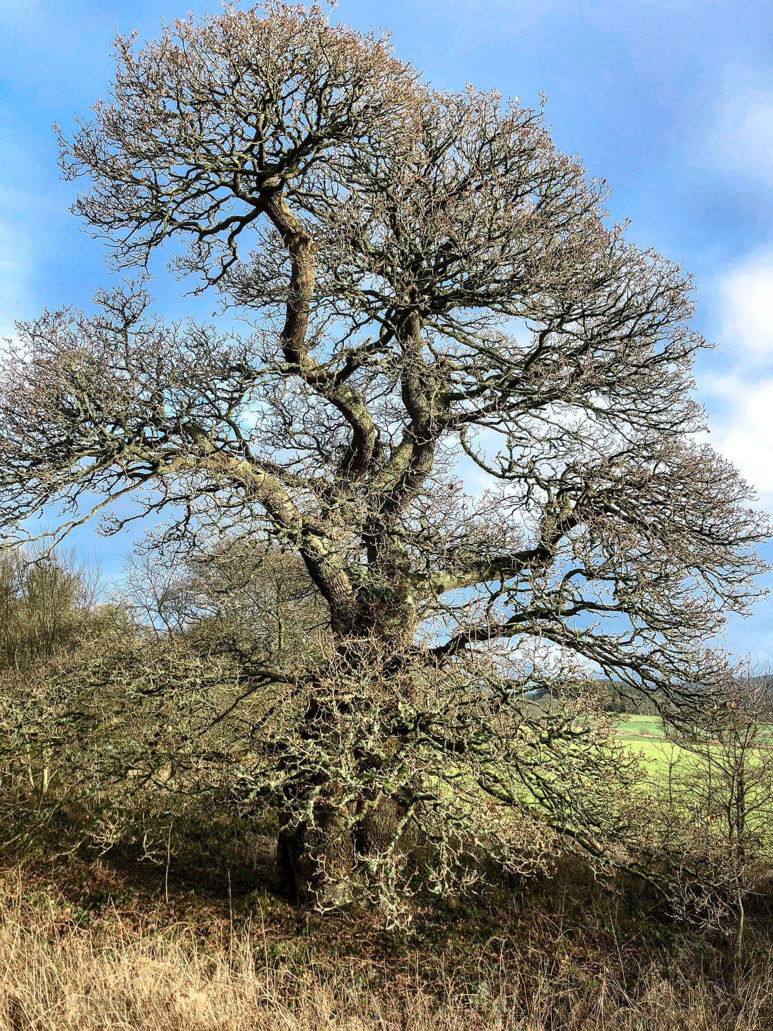 Colliers Oak, Dalquharran Estate, Dailly