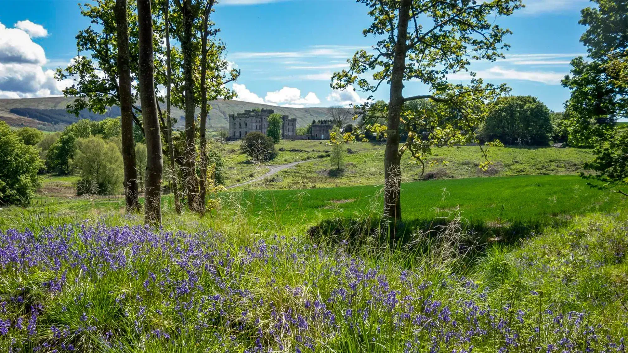 Bluebell meadow Dalquharran Estate, Dailly