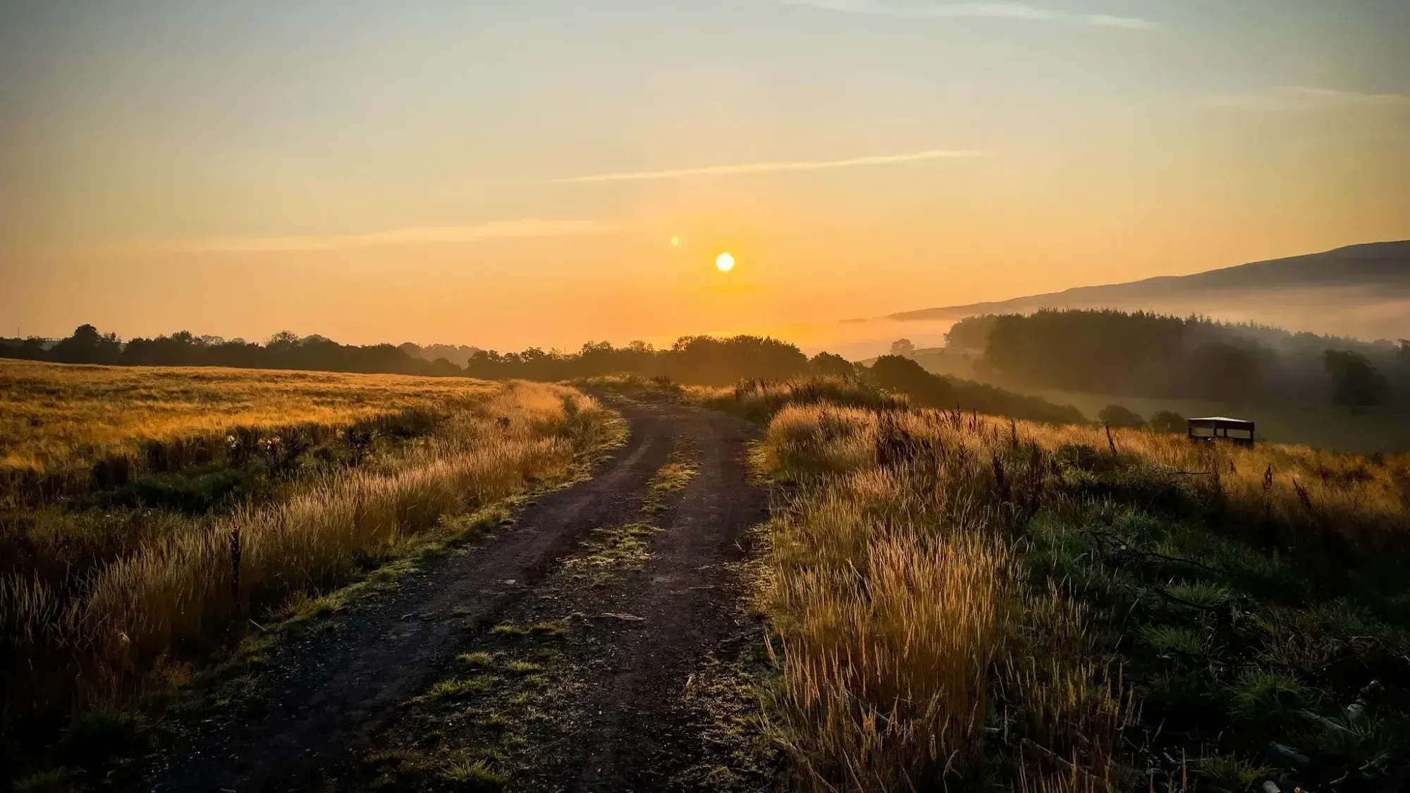 Misty Morning Walk Dalquharran Estate, Dailly