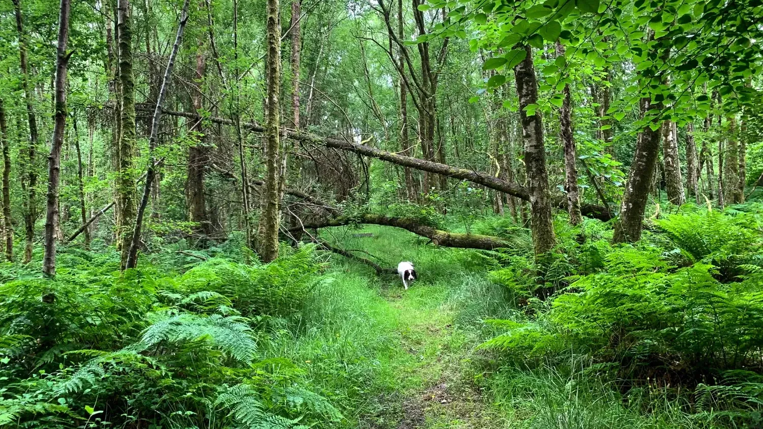 Dog walking the Quarry Trail, Dailly
