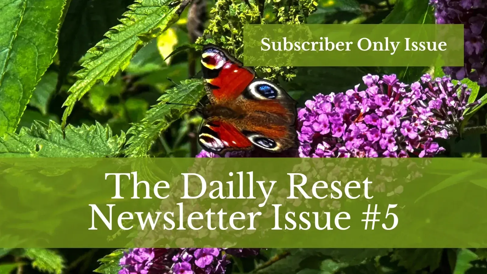 The Dailly Reset — Issue #5: The Things We Only Notice When We Slow Down